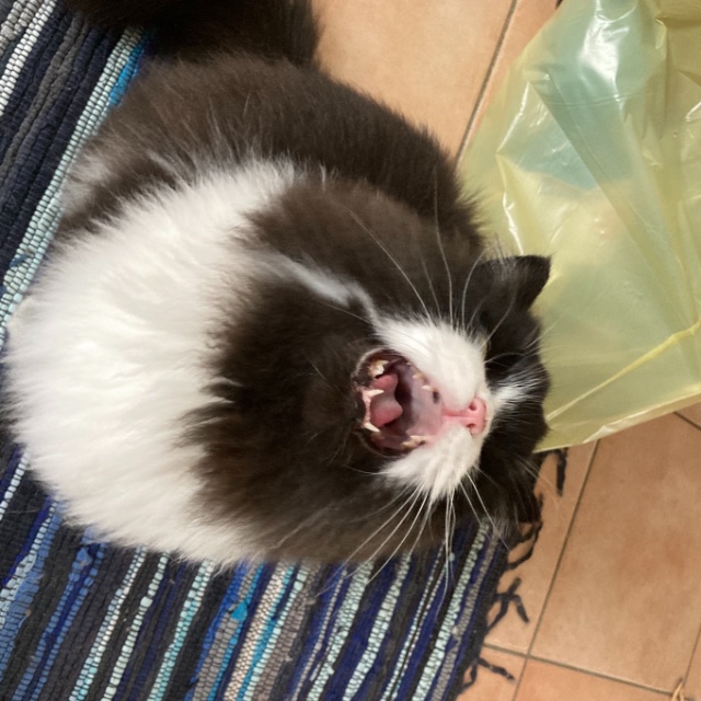 René