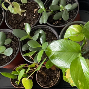 Sophie