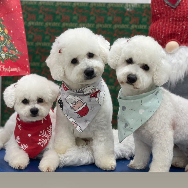Bichon Frise Queen