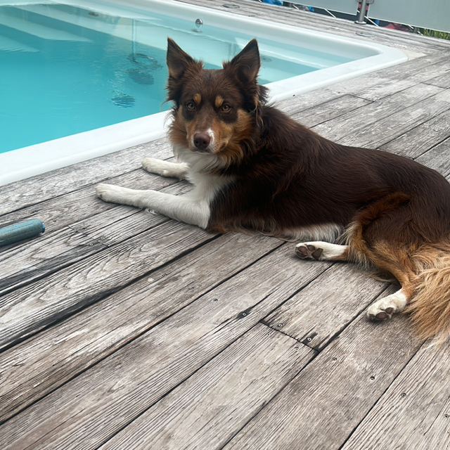 Helmut