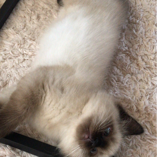 Sofia