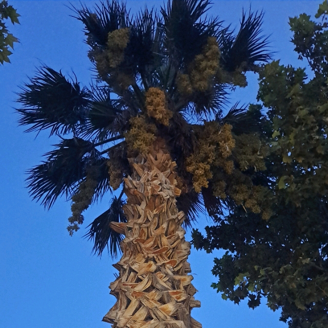 Asa