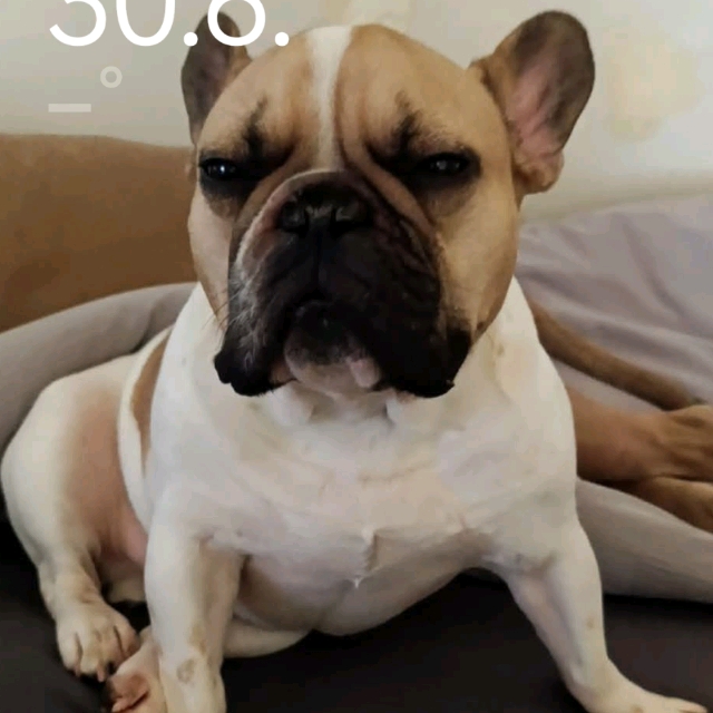Mijo