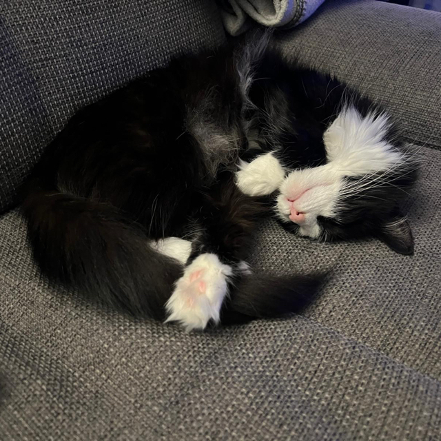Leo