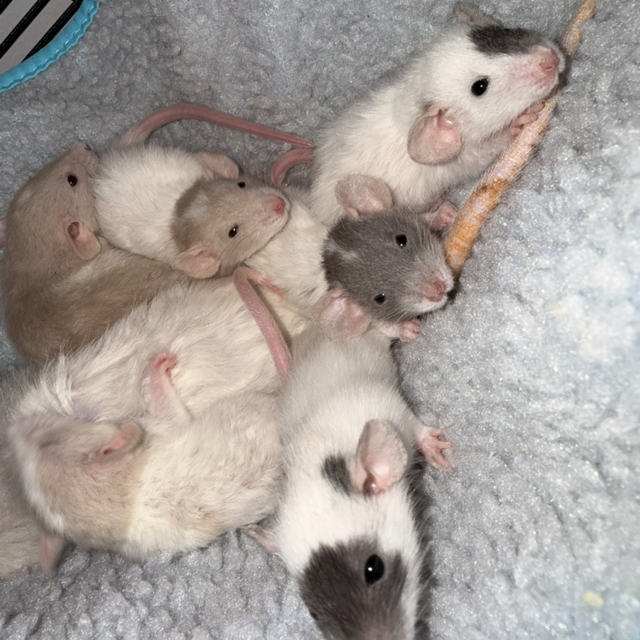 Rats Live