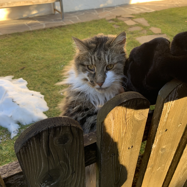 Thomas