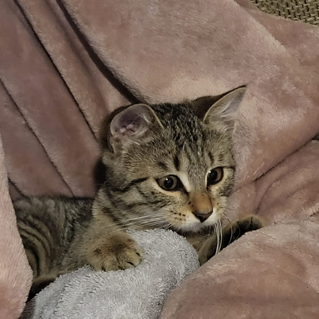 Gigi