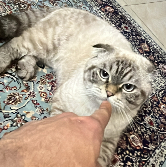 alibert