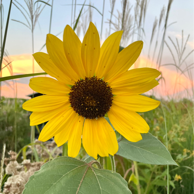 Sunflower