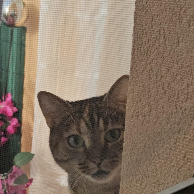 elena