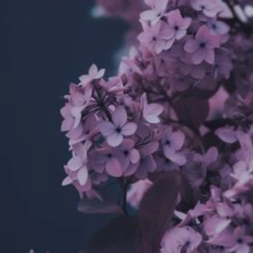 D.