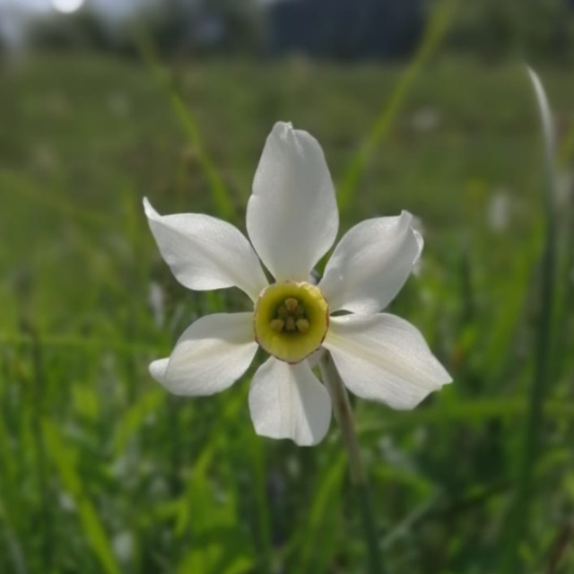 Roswitha