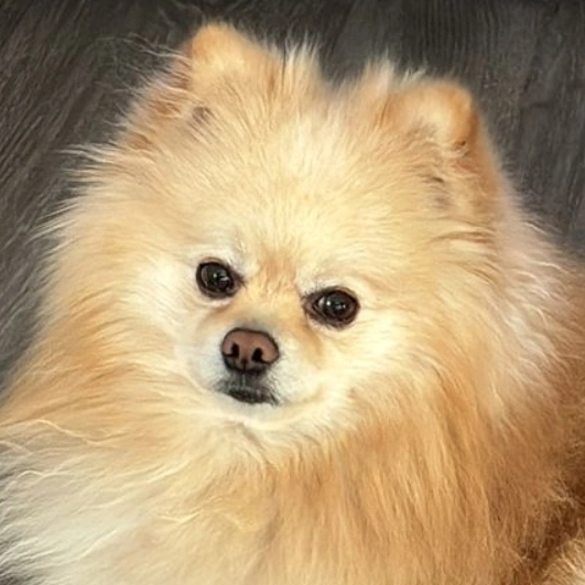Teddy