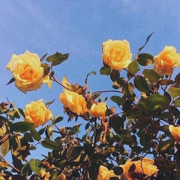 Lyna