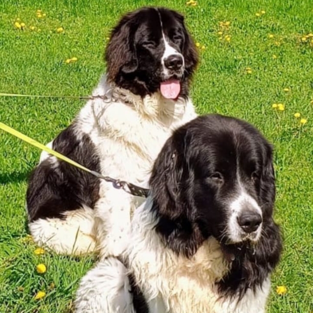 Landseer