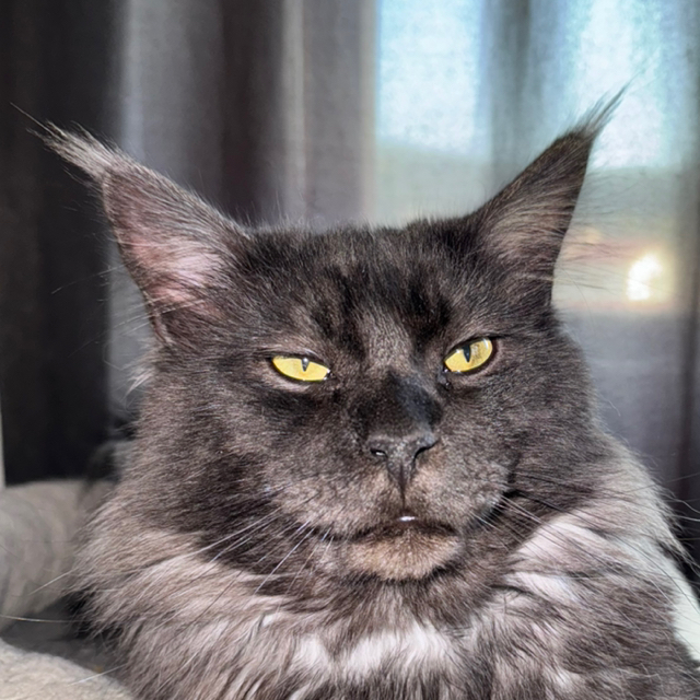 Aleksandar