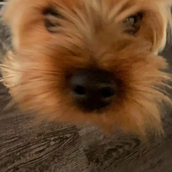 Dani