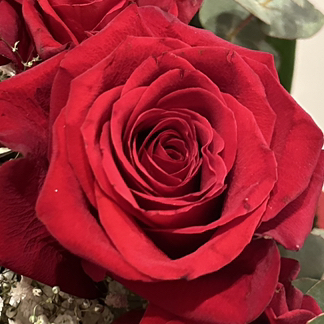 Rosa
