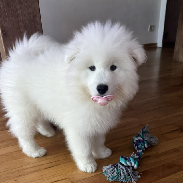 Teddy