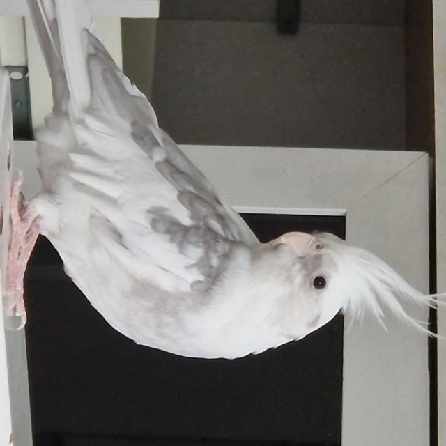 Ipek