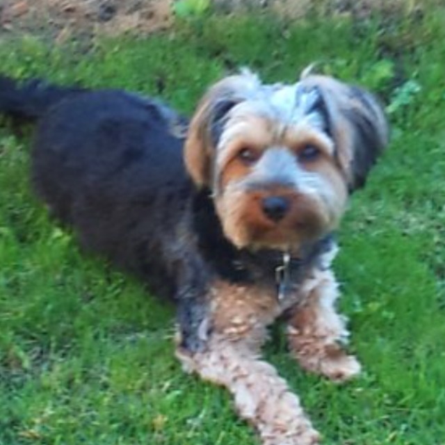 Hannes
