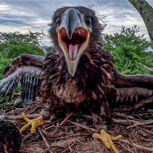 Horst der Adler