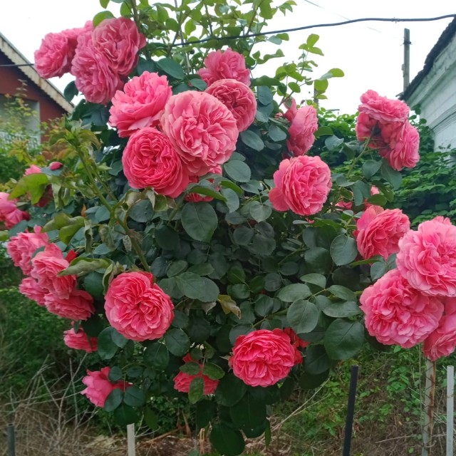 A.