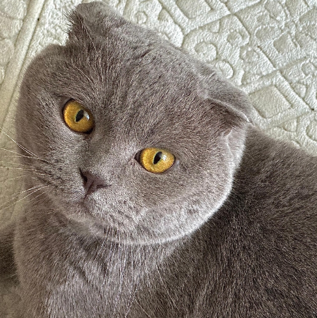 Rashid