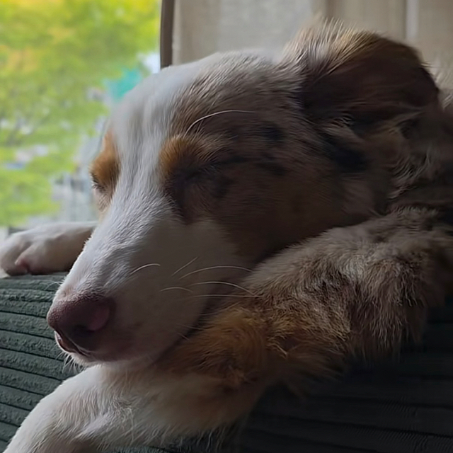 Mika