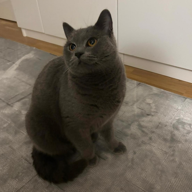 Ami
