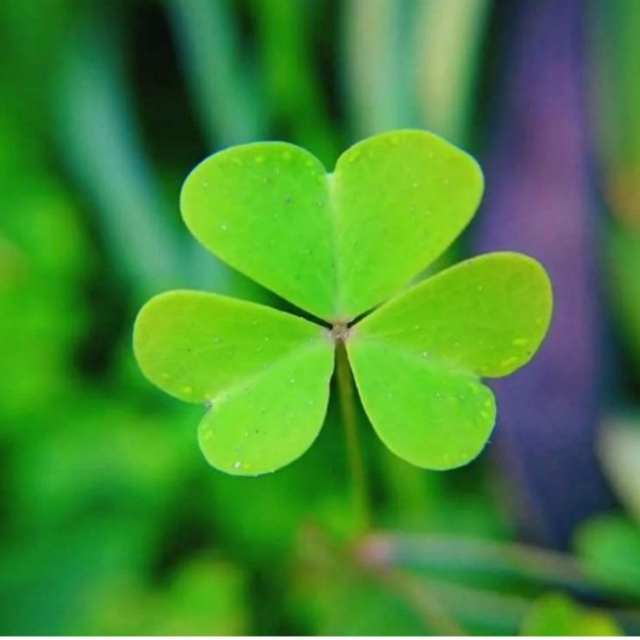 Lucky