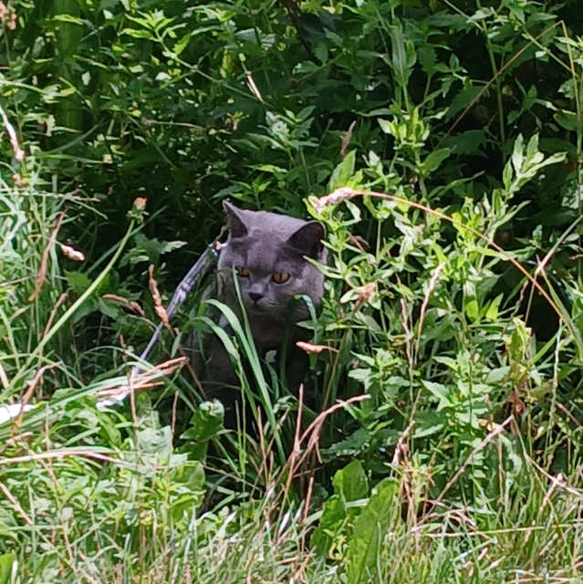 Selina