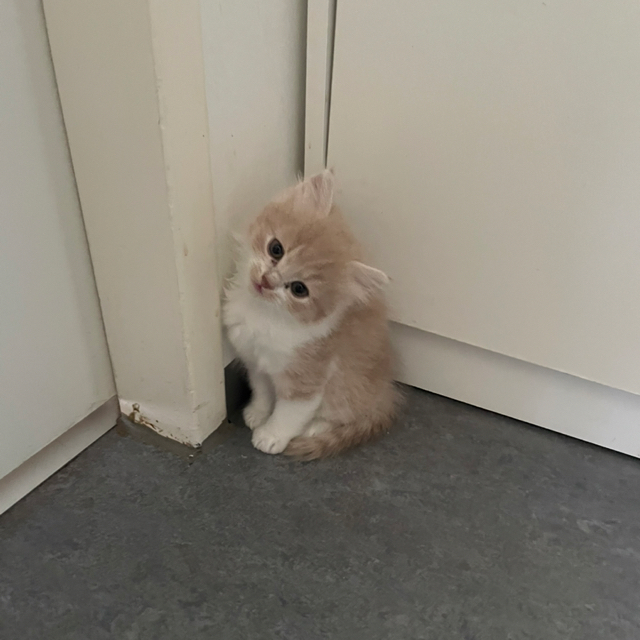 Mahmoud