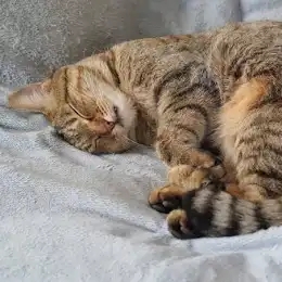 Willhaben