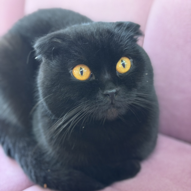 Nik