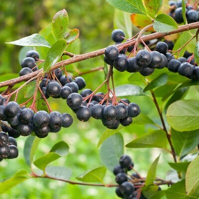 BIO ARON